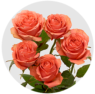 Роза кустовая Айа София (Aya Sofia)