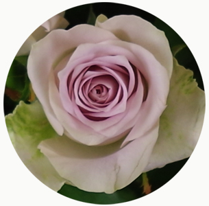 Роза Пятая авеню (Fifth Avenue) Роза Пятая авеню (Fifth Avenue)