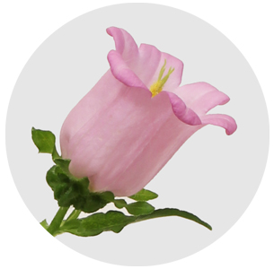 Кампанула розовая