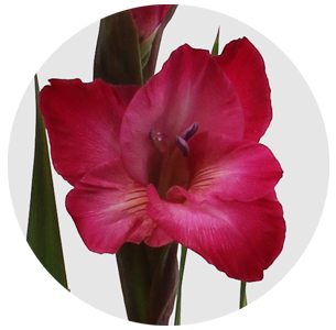 Гладиолус ярко-розовый