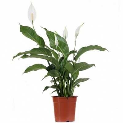 Спатифиллум (Spathiphyllum)