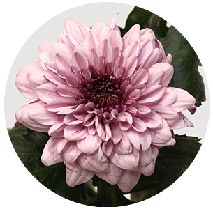 Хризантема одноголовая Пип претти (PIP Pretty)