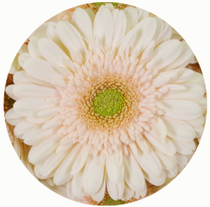 Гербера Эстэйт (Estate)