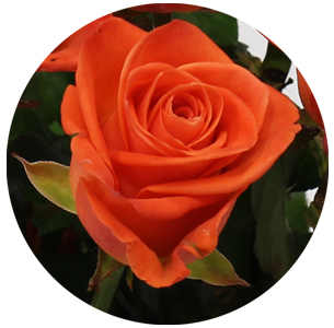 Роза Вау (Wow)