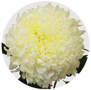 Хризантема одноголовая Деко белая (Deco White)