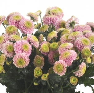 Хризантема кустовая Сантини  Дженни Пинк (Santini Jeanny pink)