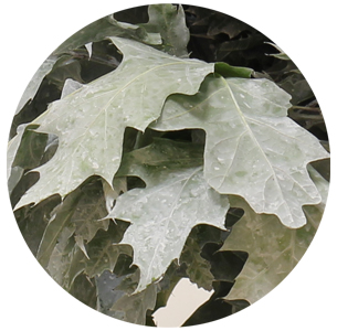 Лист дуба крашеный матовый белый