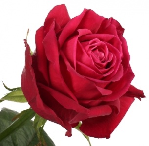 Роза Пепл Пауэр (Purple Power)