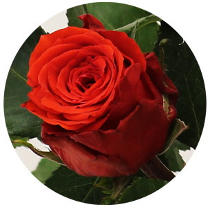 Роза Брайт тоурч (bright torch)