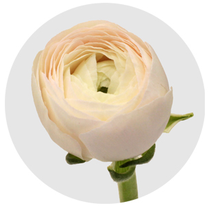 Ранункулус Клуни Ханой (Clooney Hanoi)