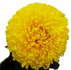 Хризантема одноголовая Деко желтая (Deco yellow)