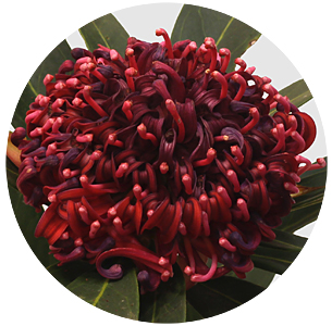 Протея Варата (Waratah)