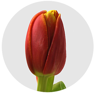 Тюльпан Силеста (Cilesta)