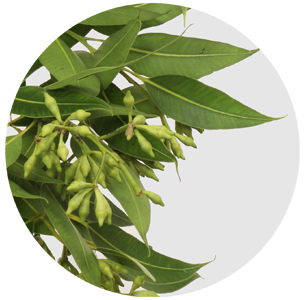 Эвкалипт Робуста (Robusta)