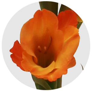 Гладиолус оранжевый