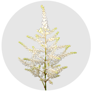 Астильба Вашингтон (Washington)