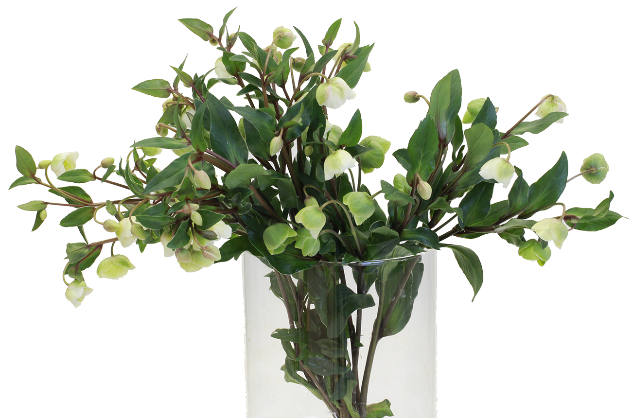 Хелеборус Винтербеллс