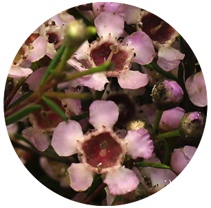 Ваксфлауэр Ёрли Нир (Early Nir)