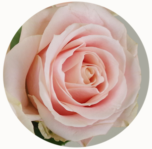 Роза Свит Аваланж (Sweet Avalanche)