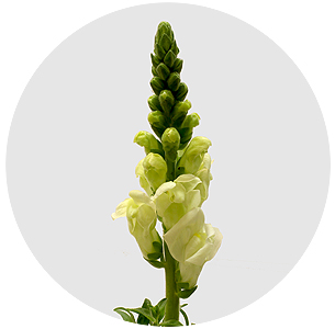 Антирринум белый