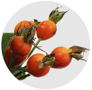 Розенботтел Памкин (Rozenbottel Pumpkin)