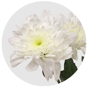 Хризантема кустовая Евро белая (Euro white)