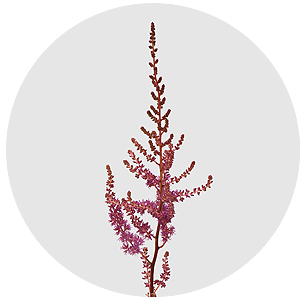 Астильба Аметист (Amethyst)