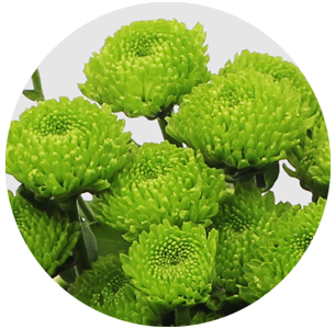 Хризантема кустовая Сантини Фрогги (Santini Froggy) 