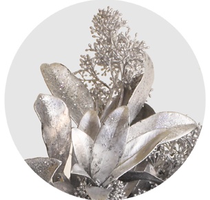 Скиммия крашеная серебряная (Silver)