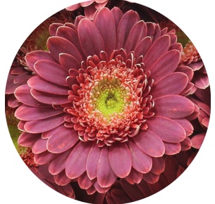 Гербера мини Бизар (Bizar)