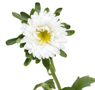 Астра белая