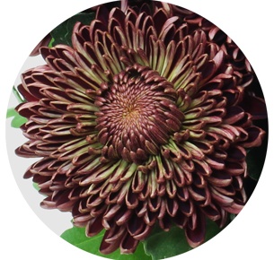 Хризантема одноголовая Бигуди Ред (Bigoudi Red)