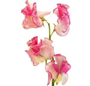 Латирус бело-розовый