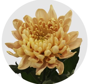 Хризантема одноголовая Аленка Салмон(Aljonka Salmon)