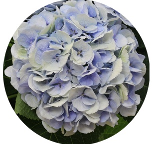 Гортензия светло голубая