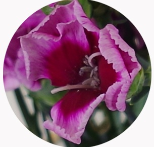 Гвоздика кустовая Соломио Джио (Dianthus Solomio Gio)