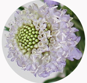 Скабиоза милка скуп (Scabiosa milka scoop)