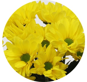 Хризантема кустовая Селебрейт (Celebrate)