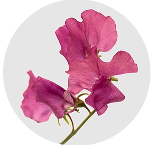 Латирус Мисти блю (Misty Blue)