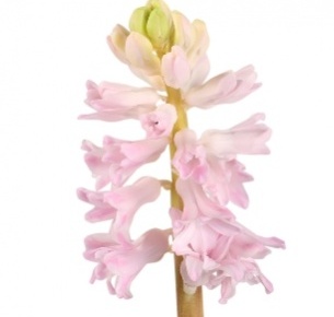 Гиацинт розовый