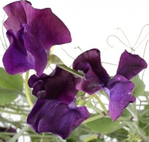 Латирус фиолетовый