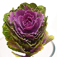 Брассика лиловая натуральная