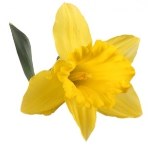 Нарцисс желтый