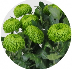 Хризантема одноголовая Глоб Грин (Globe Green)