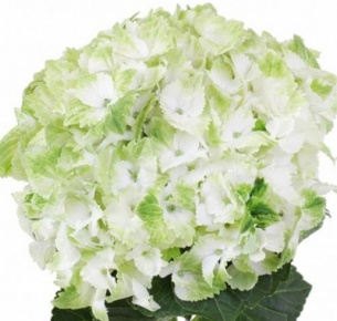 Гортензия бело-зеленая