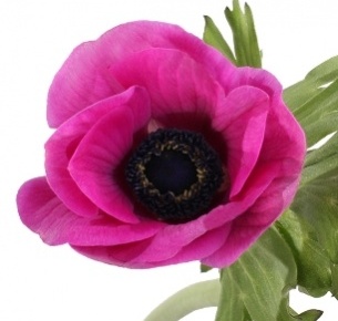 Анемон лиловый