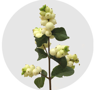 Симфорикарпус Мэджикал лемон лайм (Magical Lemon Lime)