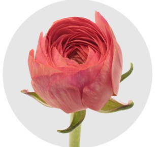 Ранункулус Клуни Фраголино (Clooney Fragolino)