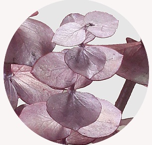 Эвкалипт крашеный розовый металлик (Metallic Pink)