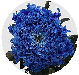 Хризантема одноголовая Эйнштейн крашеная синяя (Einstein Blue)